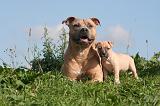 AMSTAFF  ADULT & PUPPIES 075